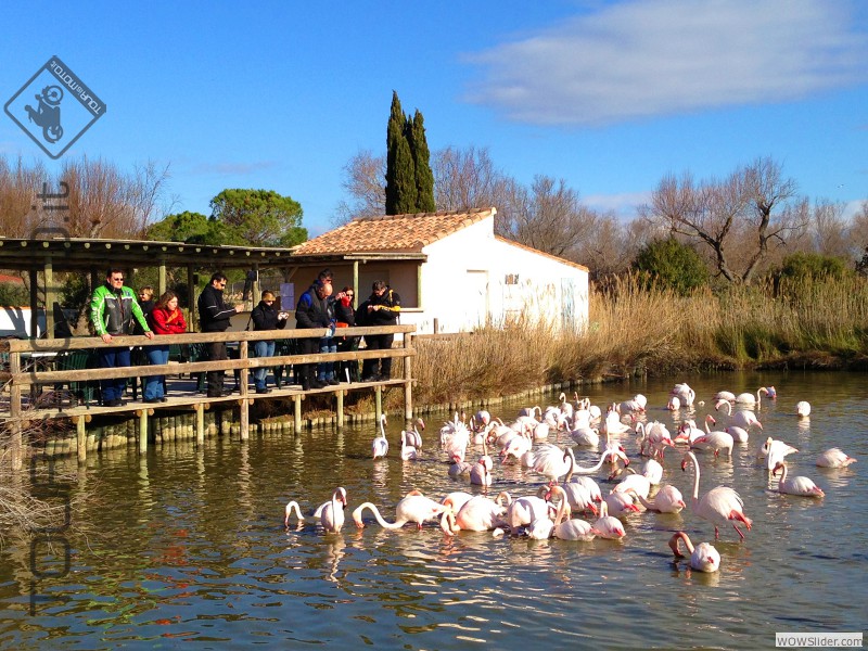 Camargue 2013_16a