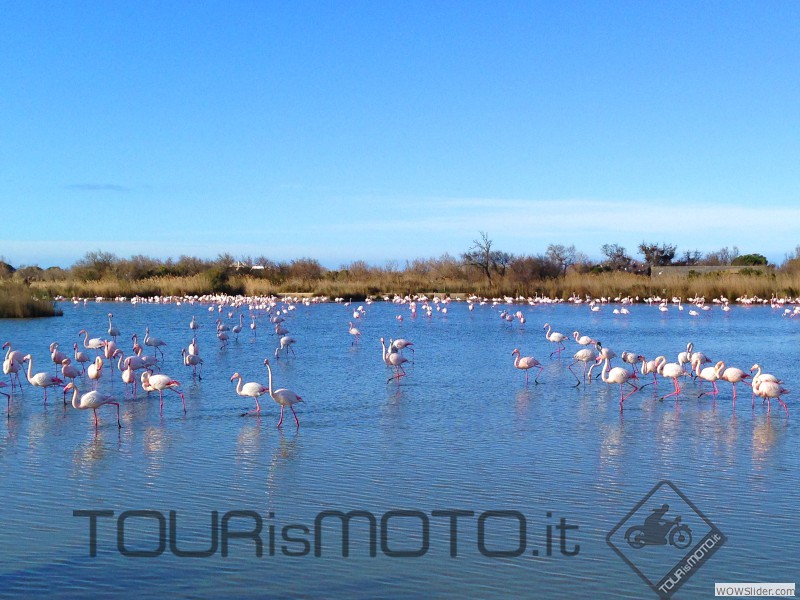 Camargue 2013_17a