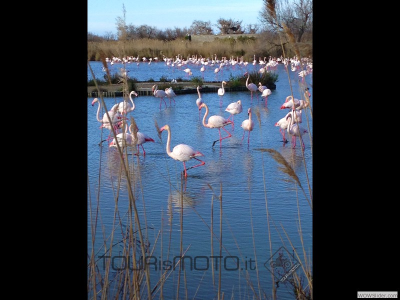 Camargue 2013_17b